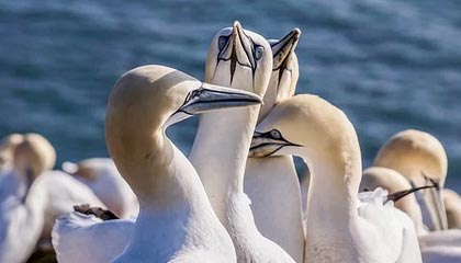 星空体育入口-雷丁客场不敌，保级前景蒙上阴影，雷丁近期战绩