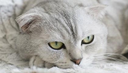 星空体育入口-雷丁客场不敌，保级前景蒙上阴影，雷丁近期战绩