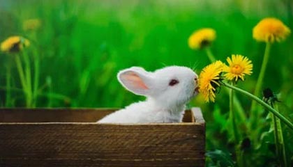 星空体育入口-雷丁客场不敌，保级前景蒙上阴影，雷丁近期战绩